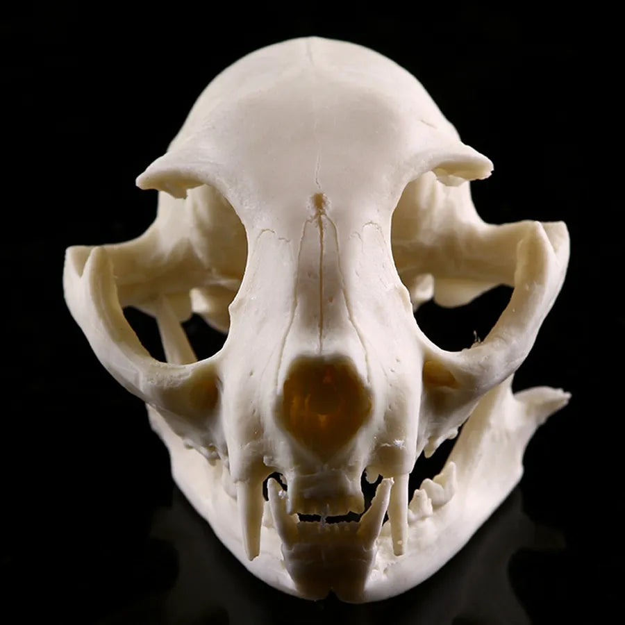 Resin Animal Skull Cranial Bones Decoration - For Home & Unique Aquarium Landscaping Ornaments - Cat, Dog, Wolf, Leopard, Fox Skulls - Part of Our Wildlife-Inspired Collection