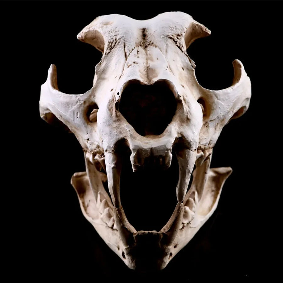 Resin Animal Skull Cranial Bones Decoration - For Home & Unique Aquarium Landscaping Ornaments - Cat, Dog, Wolf, Leopard, Fox Skulls - Part of Our Wildlife-Inspired Collection