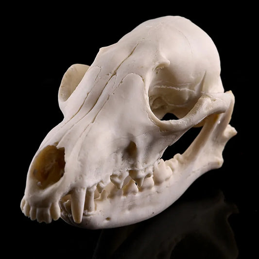 Resin Animal Skull Cranial Bones Decoration - For Home & Unique Aquarium Landscaping Ornaments - Cat, Dog, Wolf, Leopard, Fox Skulls - Part of Our Wildlife-Inspired Collection