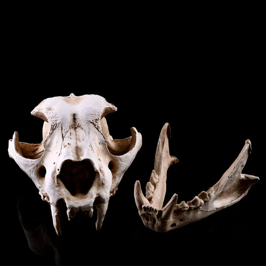 Resin Animal Skull Cranial Bones Decoration - For Home & Unique Aquarium Landscaping Ornaments - Cat, Dog, Wolf, Leopard, Fox Skulls - Part of Our Wildlife-Inspired Collection