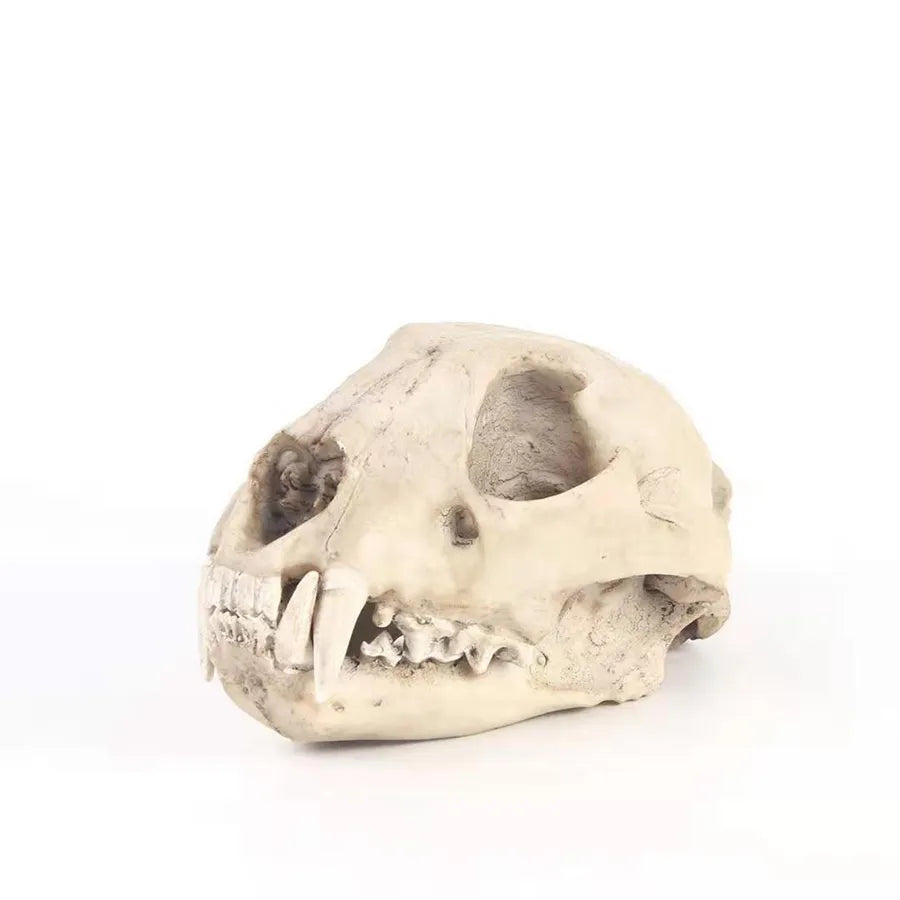 Resin Animal Skull Cranial Bones Decoration - For Home & Unique Aquarium Landscaping Ornaments - Cat, Dog, Wolf, Leopard, Fox Skulls - Part of Our Wildlife-Inspired Collection